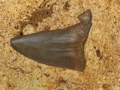 Carcharocles Auriculatus Tooth Eocene Age Ocala Limestone South