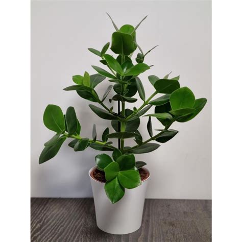 Clusia Rosea Autograph Tree