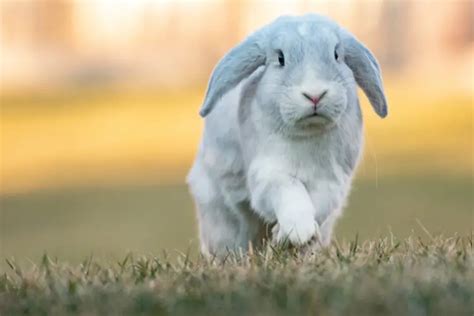 Are Holland Lop Bunnies Hypoallergenic?