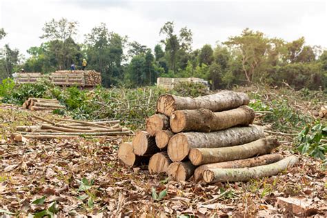 Logs Of Rubber Tree Raw Rubber Tree Para Rubber Tree Cut Lumber ...