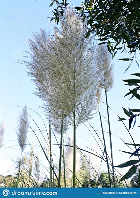 Selloana Del Cortaderia Conocido Como Hierba De Pampa Familia Poaceae