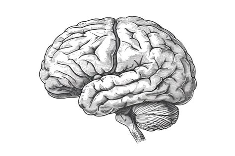 Ilustração de cérebro gravado monocromático em vista superior em fundo