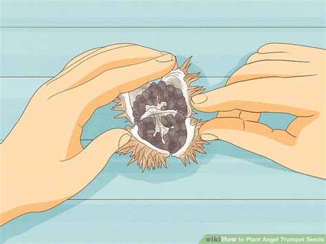 How to Plant Angel Trumpet Seeds (with Pictures) - wikiHow