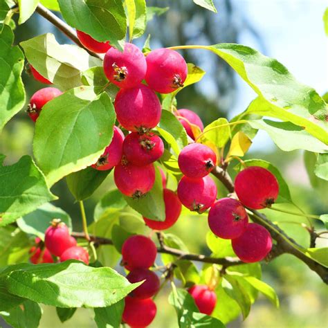 Buy Crabapple Trees — Raintree Nursery