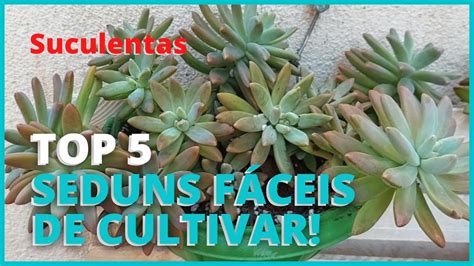 Top 5 Suculentas Do GÊnero Sedum Muito FÁceis De Cultivar Dicas De Cultivo Youtube