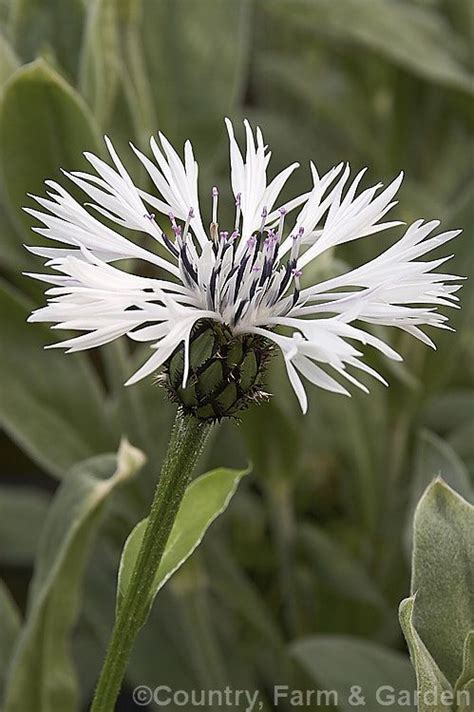 Centaurea Montana Alba A White Flowered Cultivar Of The Mountain