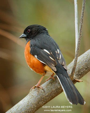 Eastern Towhee - Laura Meyers Photography