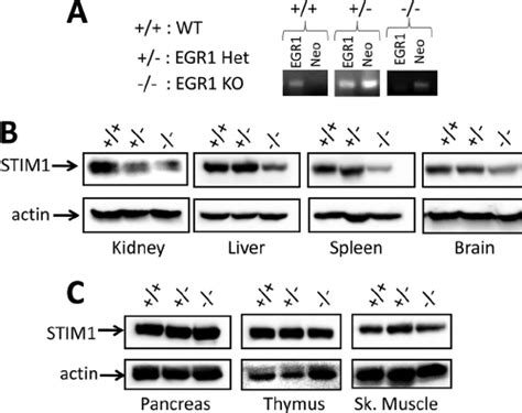 Analysis Of Stim Expression In Egr Knock Out Mouse Tissues A Dna