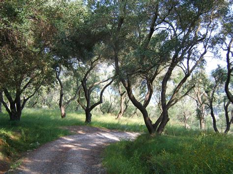 Olive Grove Free Photo Download Freeimages