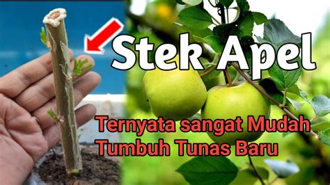 Ternyata Pohon Apel Bisa Di Stek Penanaman Batang Apel Hijau YouTube