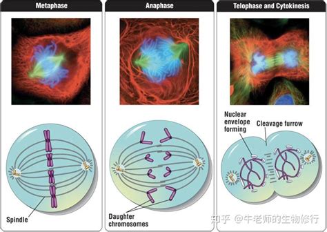 细胞周期(cell cycle)和有丝分裂(mitosis) - 知乎