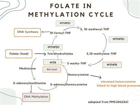 Blood pressure, MTHFR, and riboflavin