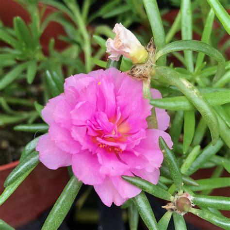 Portulaca grandiflora