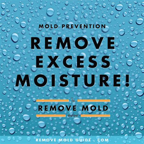 Prevention Remove Mold Guide