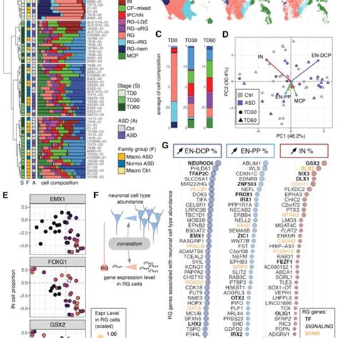 Organoid Cell Composition And Its Relationship With Radial Glia S Gene