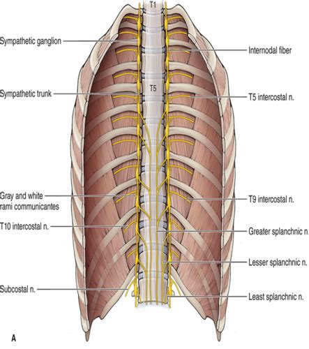 A P Spinal Cord Flashcards Quizlet