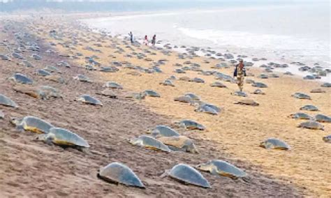 Record 6 37 Lakh Olive Ridley Turtles Lay Eggs In Rushikulya Rookery