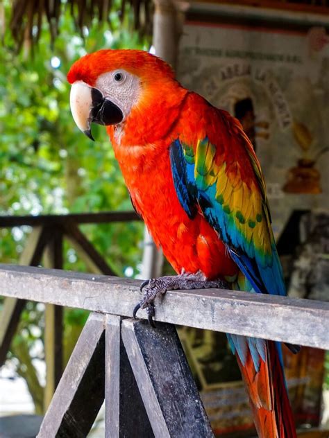 Guacamaya Roja En Peligro De ExtinciÓn Todo Sobre Ella