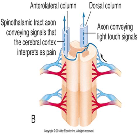 Somatosensory System Flashcards Quizlet