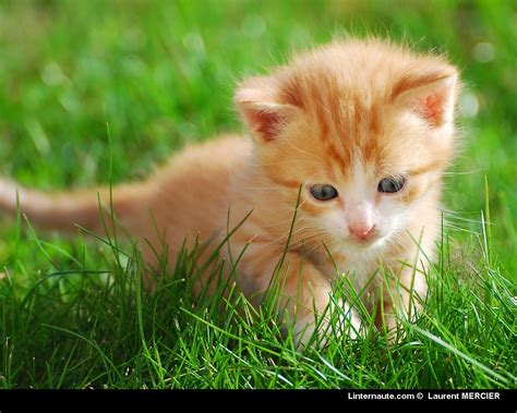 Belles Photos De Chats Les Petits Chats