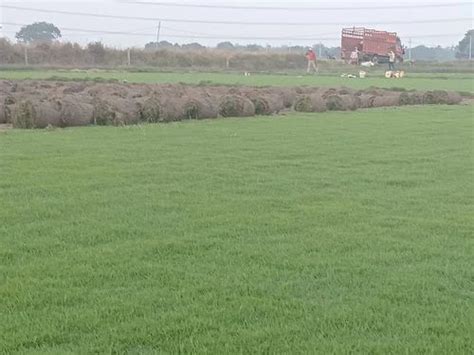 Rectangular Well Watered Natural Nilgiri Grass At Rs 12 Sq Ft In