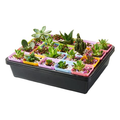 Plant Seed Starter Trays