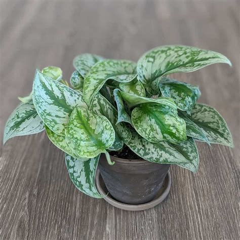 Silver Pothos Varieties Pothos Plant