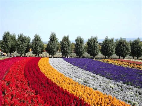 2024 Flower Viewing Calendar for Furano Area