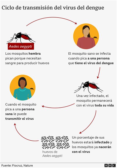 Qu Es El Dengue C Mo Se Transmite Y Sus S Ntomas