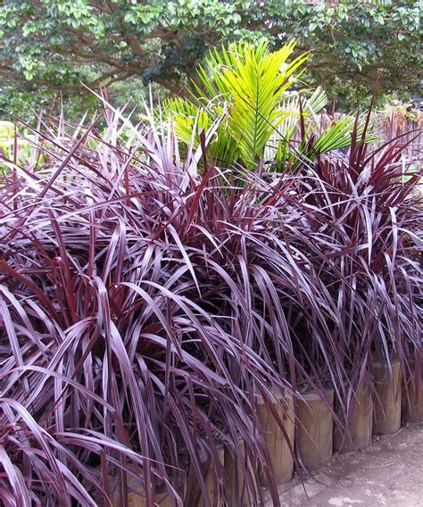 Kordylina Australijska Festival Burgundy Cordyline Kwiatomaniak Pl