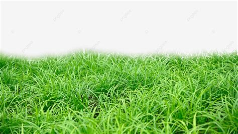 Realistic Grass White Transparent Grass Realistic Green Nature