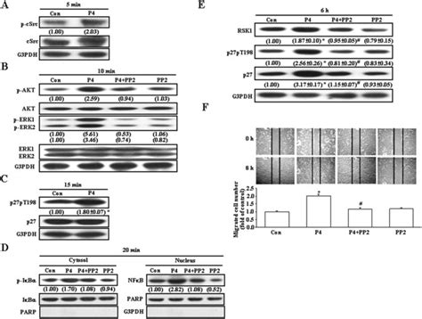 Role Of The Csrc Mediated Pathway In The P Induced Migration