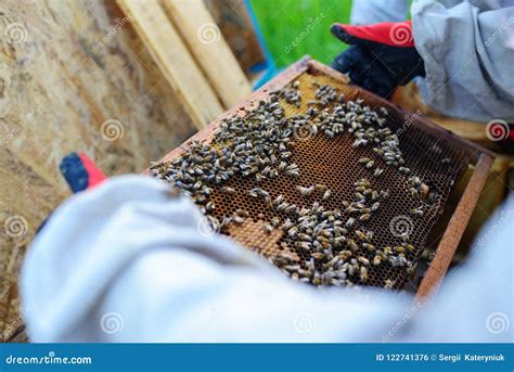 L Apiculteur Prend Le Cadre Avec Le Nid D Abeilles De La Ruche Photo