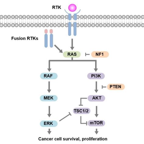 A Simplified Overview Of The Mapk And Pi3k Pathway Activation Of Download Scientific Diagram