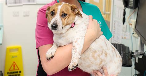 Charity searches for UK's fattest pets - PDSA