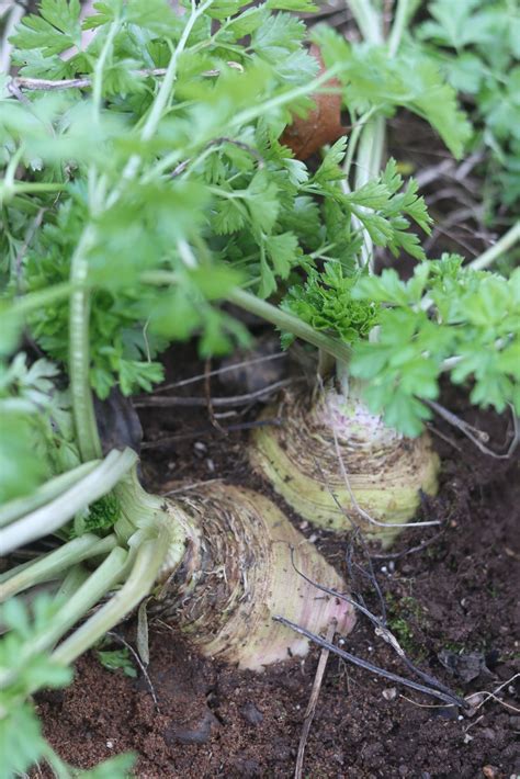 Hamburg Root Parsley Seeds — Annapolis Seeds