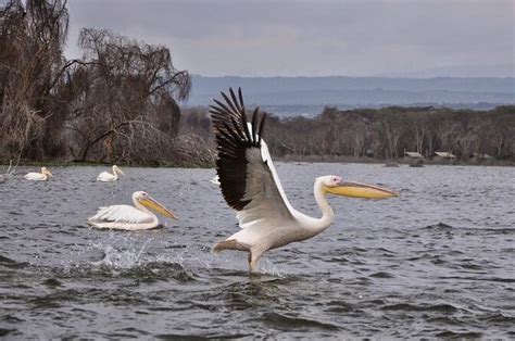 5 Days Masai Mara Lake Nakuru Naivasha Budget Joining Safari