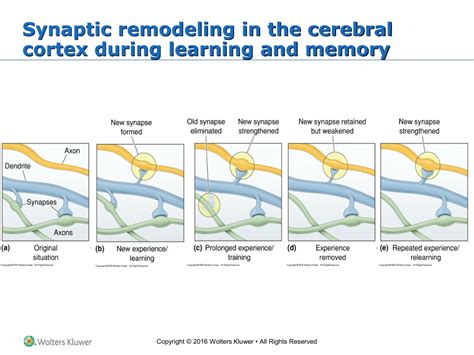 Ppt Unlocking Memory Storage Molecular Mechanisms Synaptic