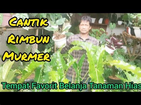 Tempat Favorit Belanja Tanaman Hias Cantik Rimbun Dan Murmer Youtube