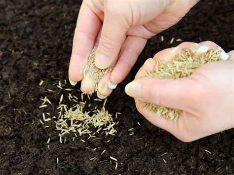 Can You Plant Grass Seeds In October How To Do That