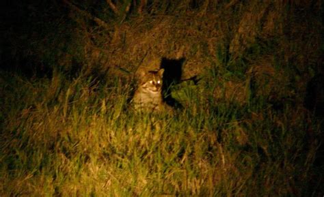 Más Que Un Felino La Asombrosa Vida Del Gato Pescador Y Los Secretos Que Guarda Infobae