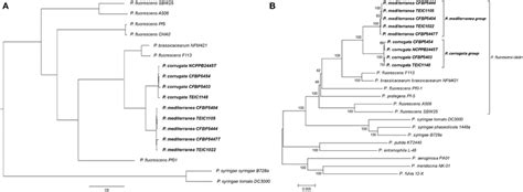 A Phylogenetic Tree Of Pseudomonas Species Prefixes Pcor Pmed Pbra