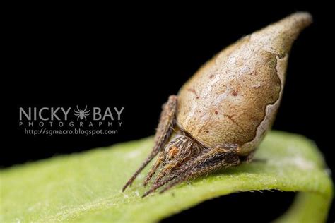 Ultraviolet Fluorescence In Spiders Macro Photography By Nicky Bay Macro Photography Ultra