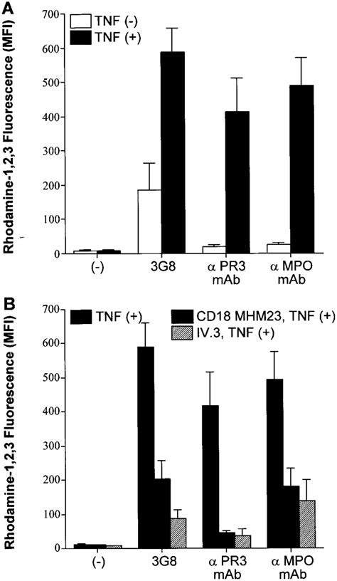 Respiratory Burst Activation In Human Neutrophils Induced By G