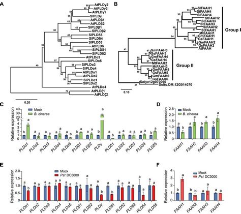 Transcript Changes Of Tomato Pld And Faah Genes In Response To Pst