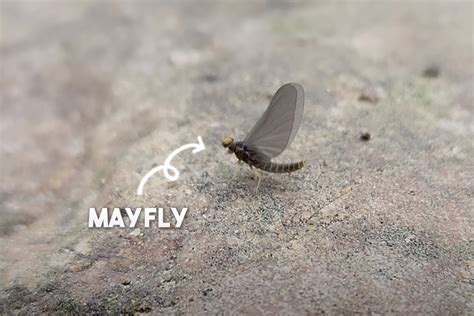 video   mayflies orvis news