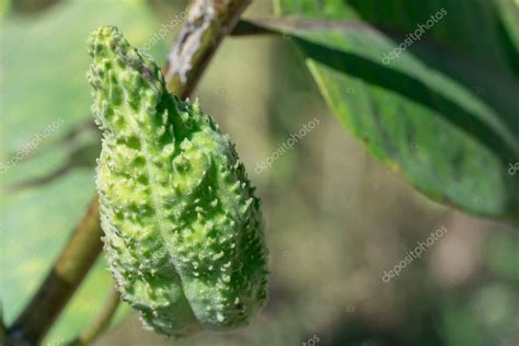 Vainas Verdes De Asclepias Syriaca Con Semillas De Cerca Planta De