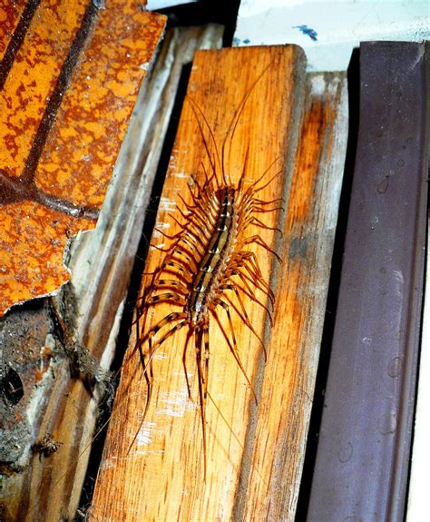 House Centipede Scutigera Coleoptrata Or The Common House Flickr