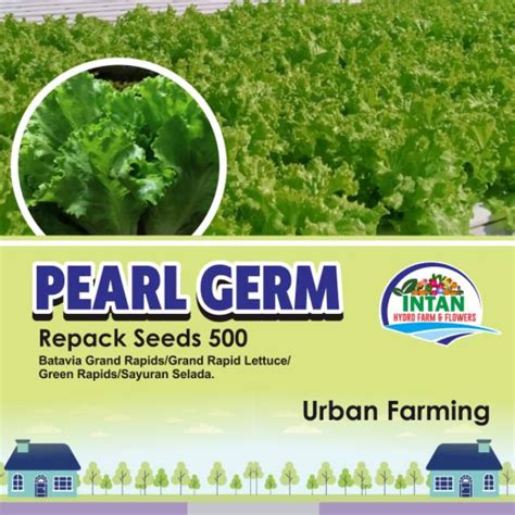 Jual Benih Selada Pearl Germ Repacking Seeds Shopee Indonesia