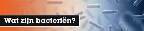 Bacteriën Schimmels En Virussen Wat Is Het Verschil U